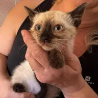 Adopta a Suki