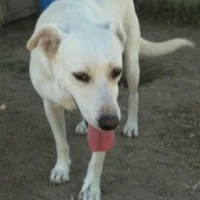 Adopta a Albino