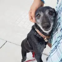 Adopta a Óscar, Perrito Super Cariñoso, 645978718