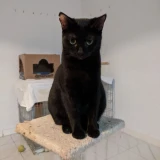 Adopta a Etna