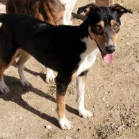 Adopta a Hércules