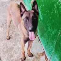 Adopta a Raspa