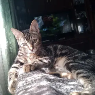 Melón
