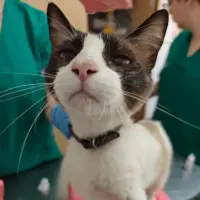Adopta a Tiburón