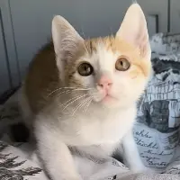 Adopta a Tramuntana