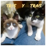 Adopta a Tris  Y Tras
