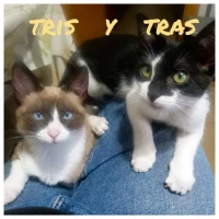 Adopta a Tris  Y Tras