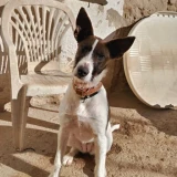 Adopta a Kora