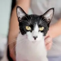 Adopta a Pongo