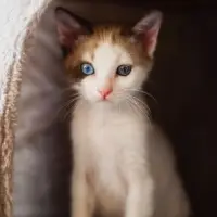 Adopta a Nube
