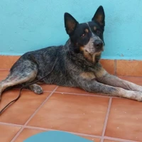 Adopta a Bolt