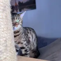 Adopta a Tigrilla