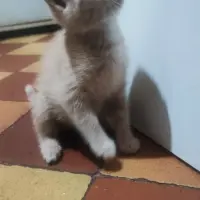 Adopta a Blake Y Pelusa