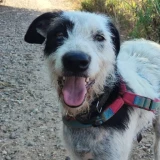 Adopta a César