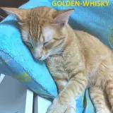 Adopta a Golden