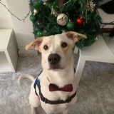 Adopta a Picasso