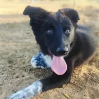 Adopta a Sombra