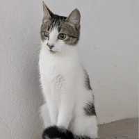 Adopta a Madagascar