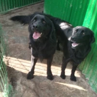 Adopta a Sol Y Luna