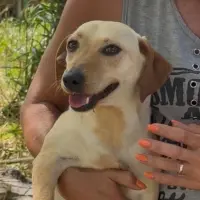 Adopta a Dara