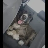 Adopta a Yena