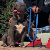 Adopta a Dante