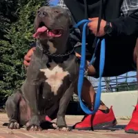 Adopta a Dante
