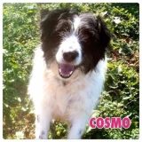 Adopta a Cosmo