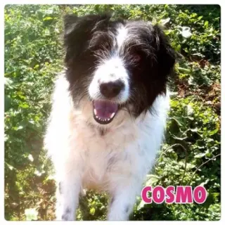 Cosmo