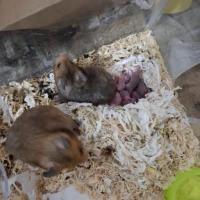 Adopta a M Angeles Abellan Galindo