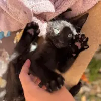 Adopta a Mijail