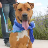 Adopta a Rudi