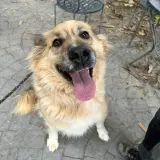 Adopta a Nymeria