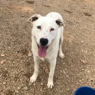 Copito