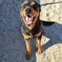 Adopta a Panettone