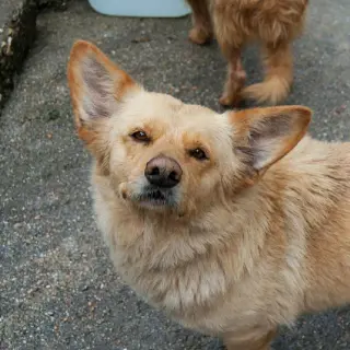 Swiper
