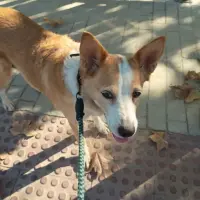 Adopta a Gala