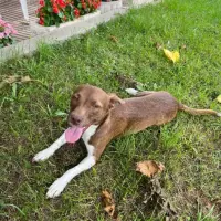 Adopta a Vilma