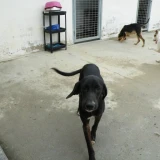 Adopta a Benji