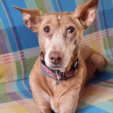 Adopta a Nella