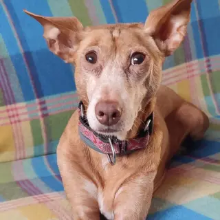 Nella