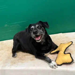 Otto