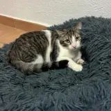 Adopta a Neo Mat