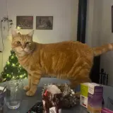 Adopta a Garf Mat