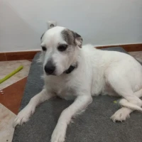 Adopta a Gina