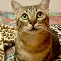 Adopta a Max