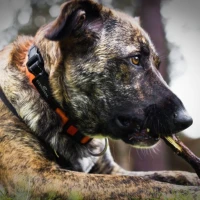 Adopta a Kima
