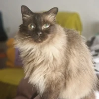 Adopta a Maya