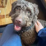 Adopta a Nublo