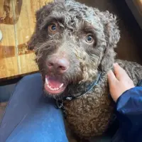 Adopta a Nublo